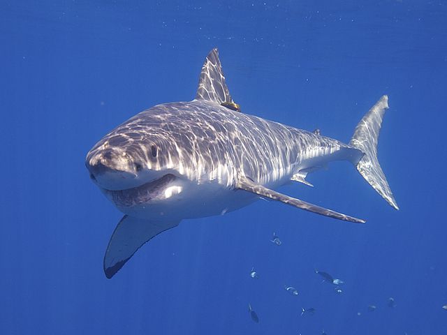 акул в доминикане нет